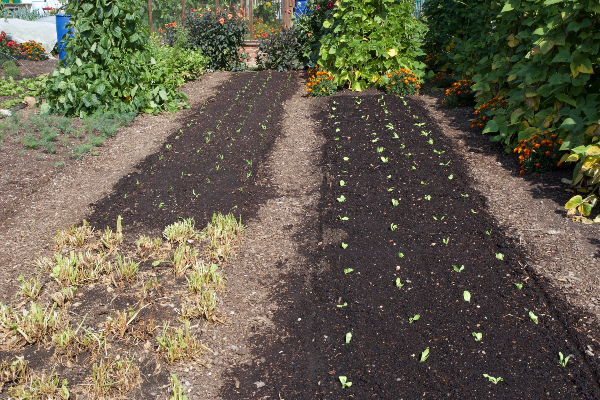 Autumn vegetables from Charles Dowding's no dig garden