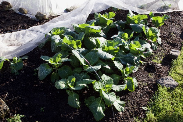 Autumn vegetables from Charles Dowding's no dig garden