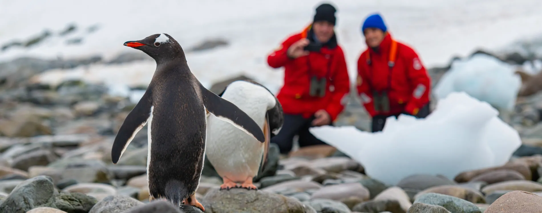 Viking Expedition Cruises excursion penguin sightseeing