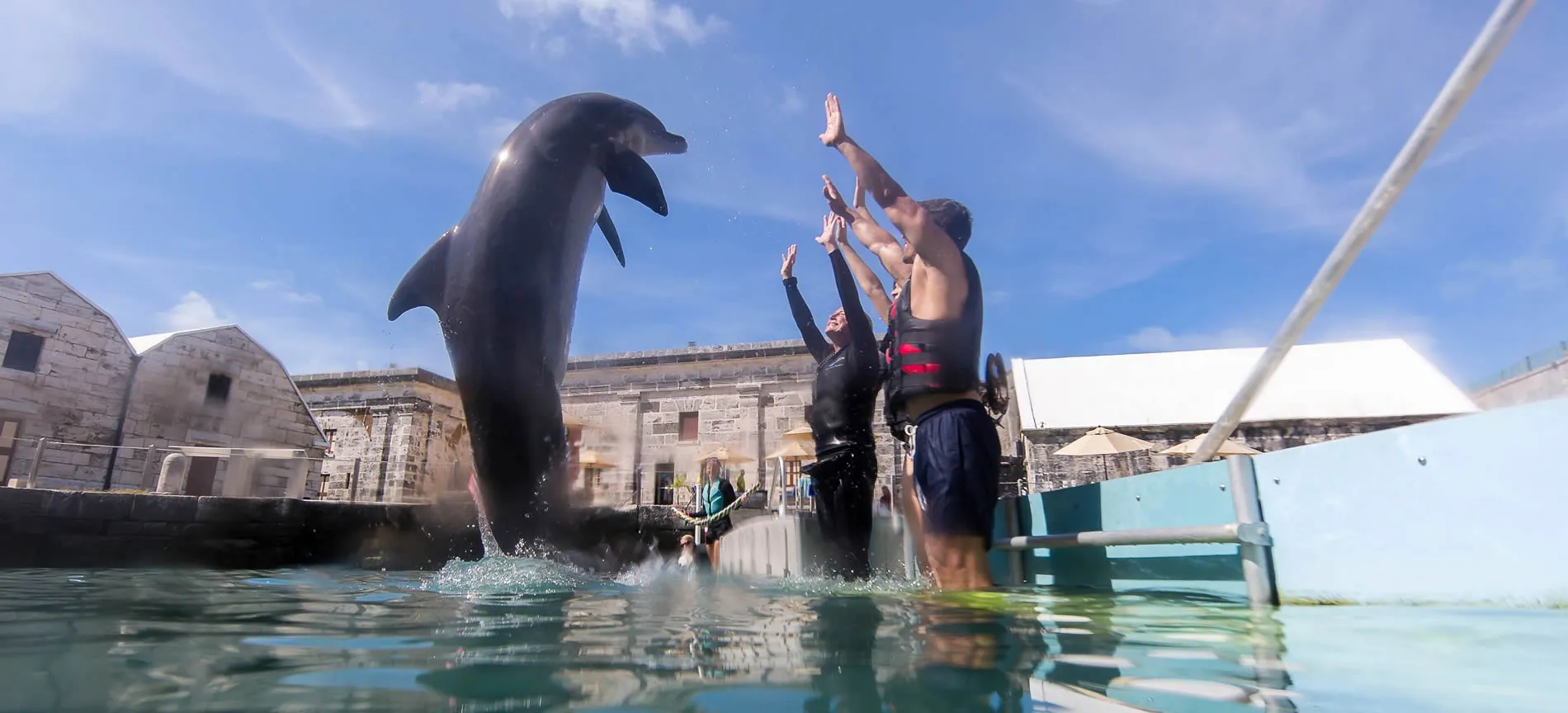 Dolphin leaping out of water while trainers raise hands in marine facility