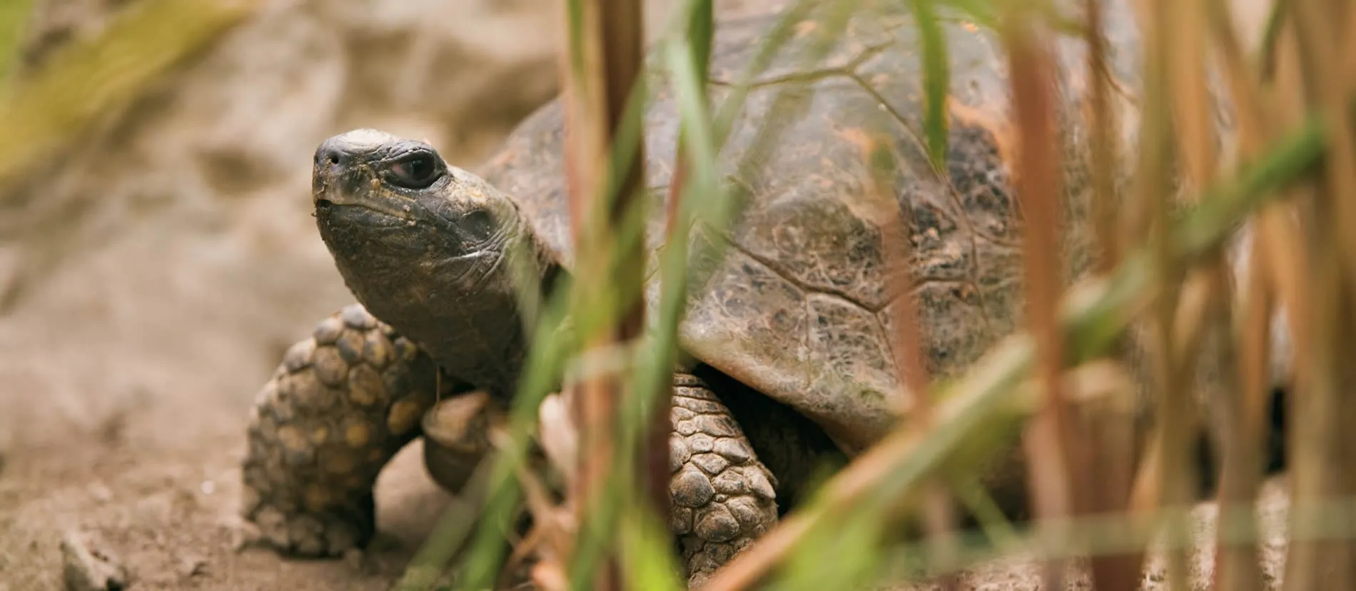 Tortoise sitting among grass and rocks with textured shell and head raised