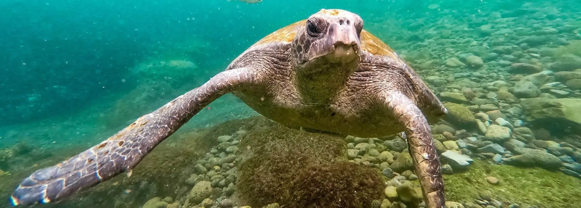 Sea turtle swimming underwater among rocky seafloor in turquoise water