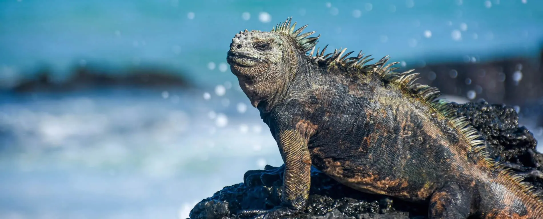 Marine iguana on rocky Galapagos shore with blue water background