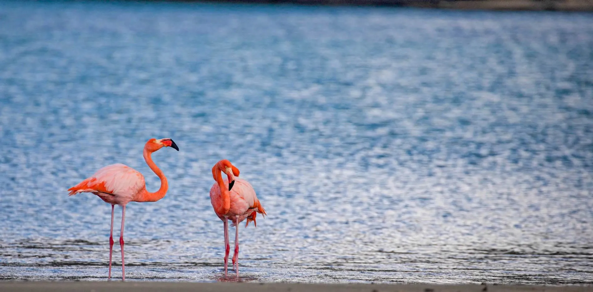 Two vibrant pink flamingos standing in shallow water with blue background