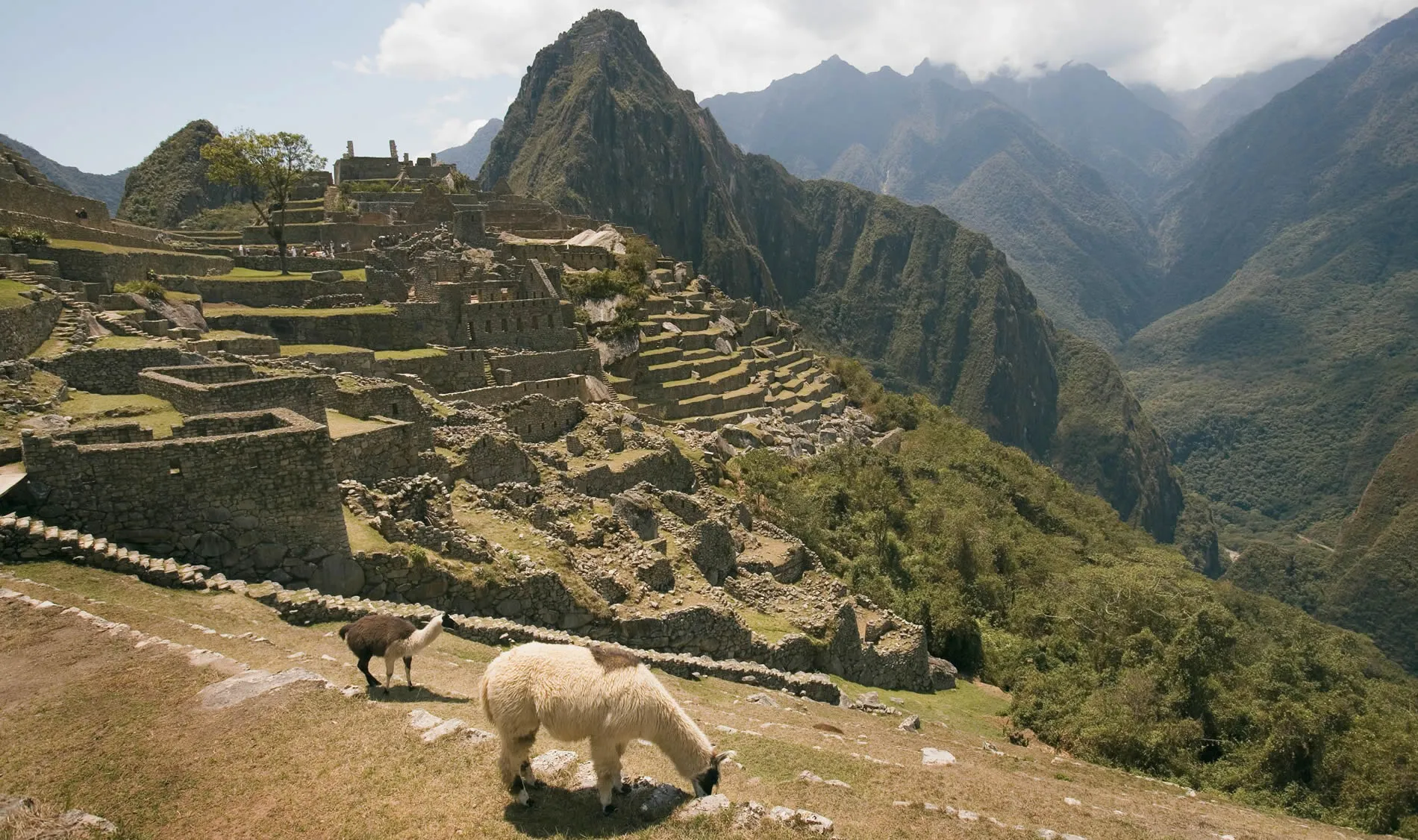 Machu Picchu ruins with llamas grazing, misty Andean mountains in background