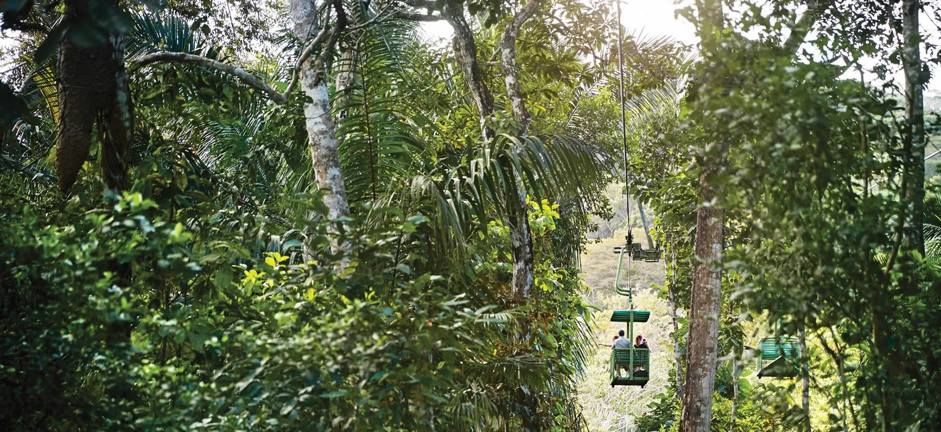 Aerial tramway through lush tropical rainforest with green trees and foliage