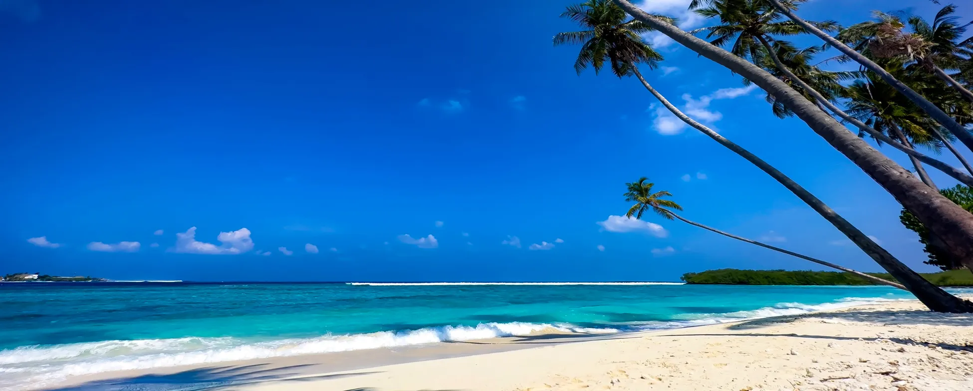 Tropical beach with palm trees leaning over turquoise waters and white sand