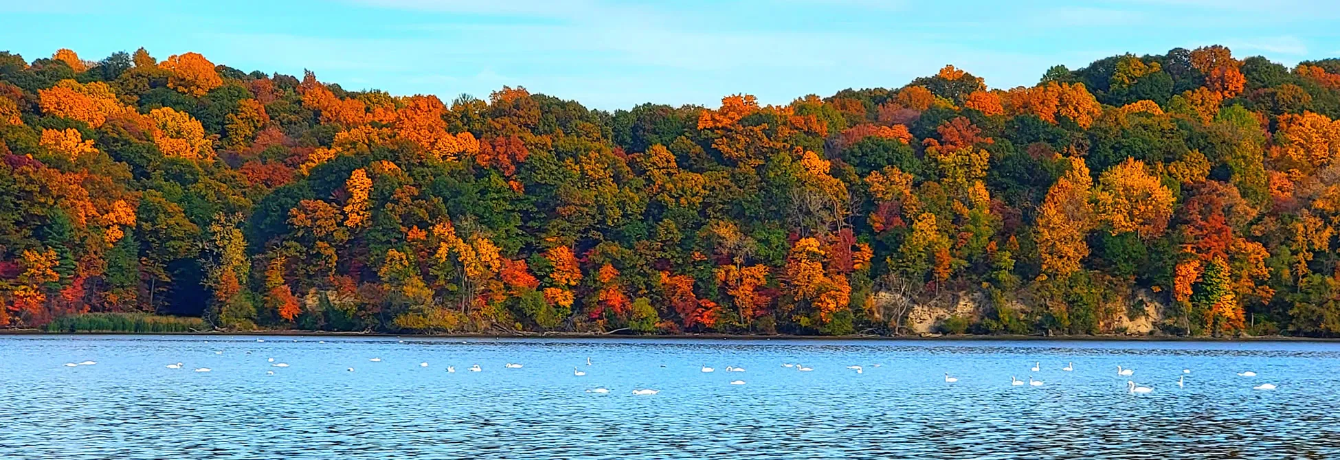 Autumn forest with orange and yellow trees along a blue lake with swans