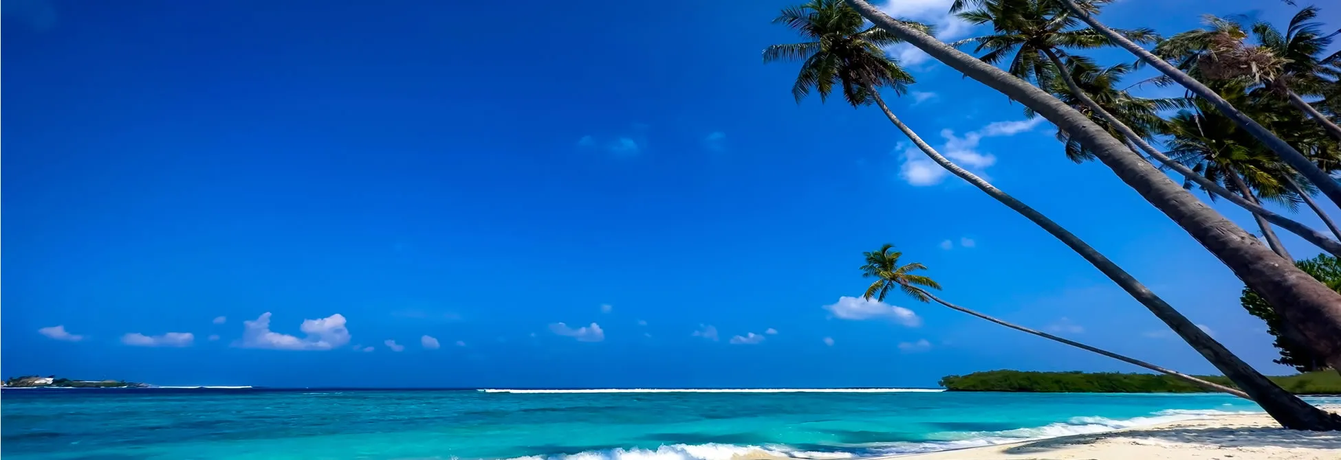 Tropical paradise with leaning palm trees and turquoise ocean waves