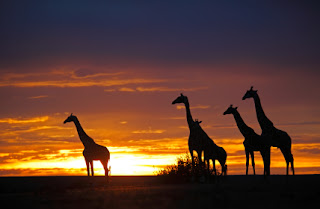 Three giraffes silhouetted against a dramatic orange and yellow sunset sky