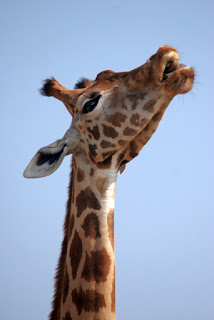 Giraffe with long neck looking sideways against clear blue sky