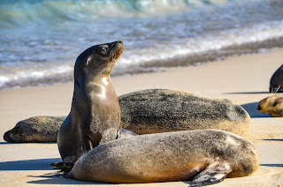 Sea lions resting on sandy beach with waves in background