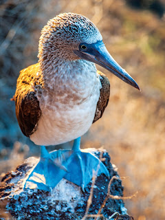 Blue-footed booby bird perched on rocky surface with vibrant blue feet