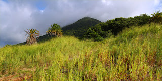 Green grassy field with palm trees and misty mountain in background