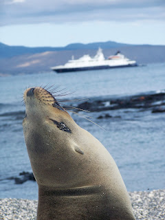 Sea lion on rocky shore with cruise ship in misty background
