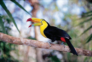 Vibrant toucan with large yellow beak perched on tree branch in forest