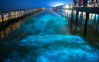 Bioluminescent water glowing between wooden pier walkways at night