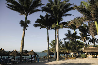Tropical beach resort with palm trees and thatched umbrellas near ocean
