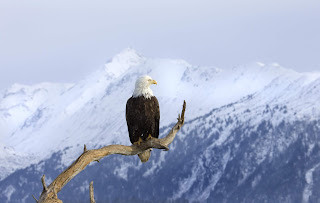 Bald eagle perched on branch with snow-capped mountains in background