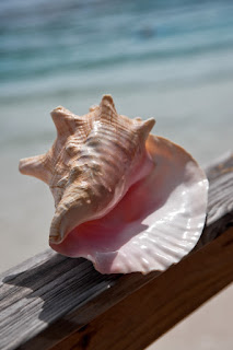 Pink conch shell resting on weathered wood with blurry ocean background