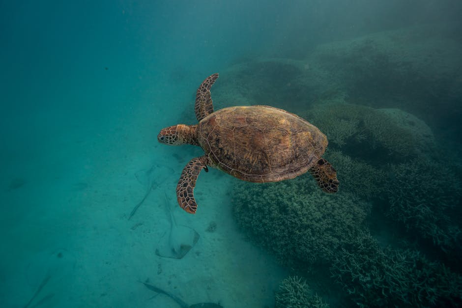 A stunning sea turtle gracefully glides through the clear blue waters of Australia, showcasing the beauty of marine life.