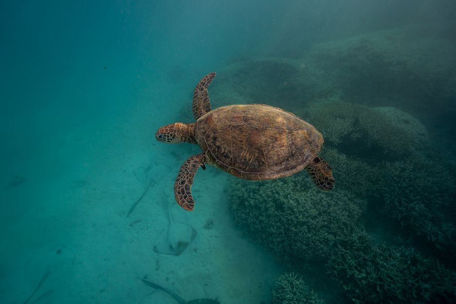 A stunning sea turtle gracefully glides through the clear blue waters of Australia, showcasing the beauty of marine life.