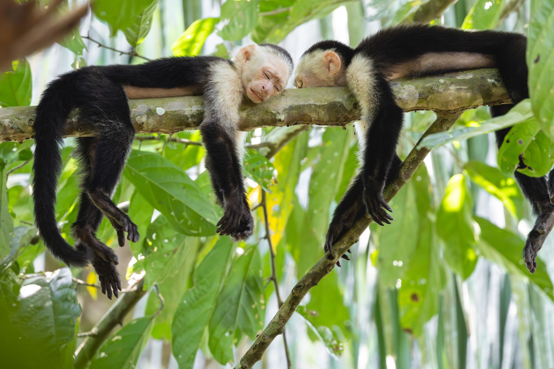 Two capuchin monkeys sleeping on a branch in a lush tropical forest.