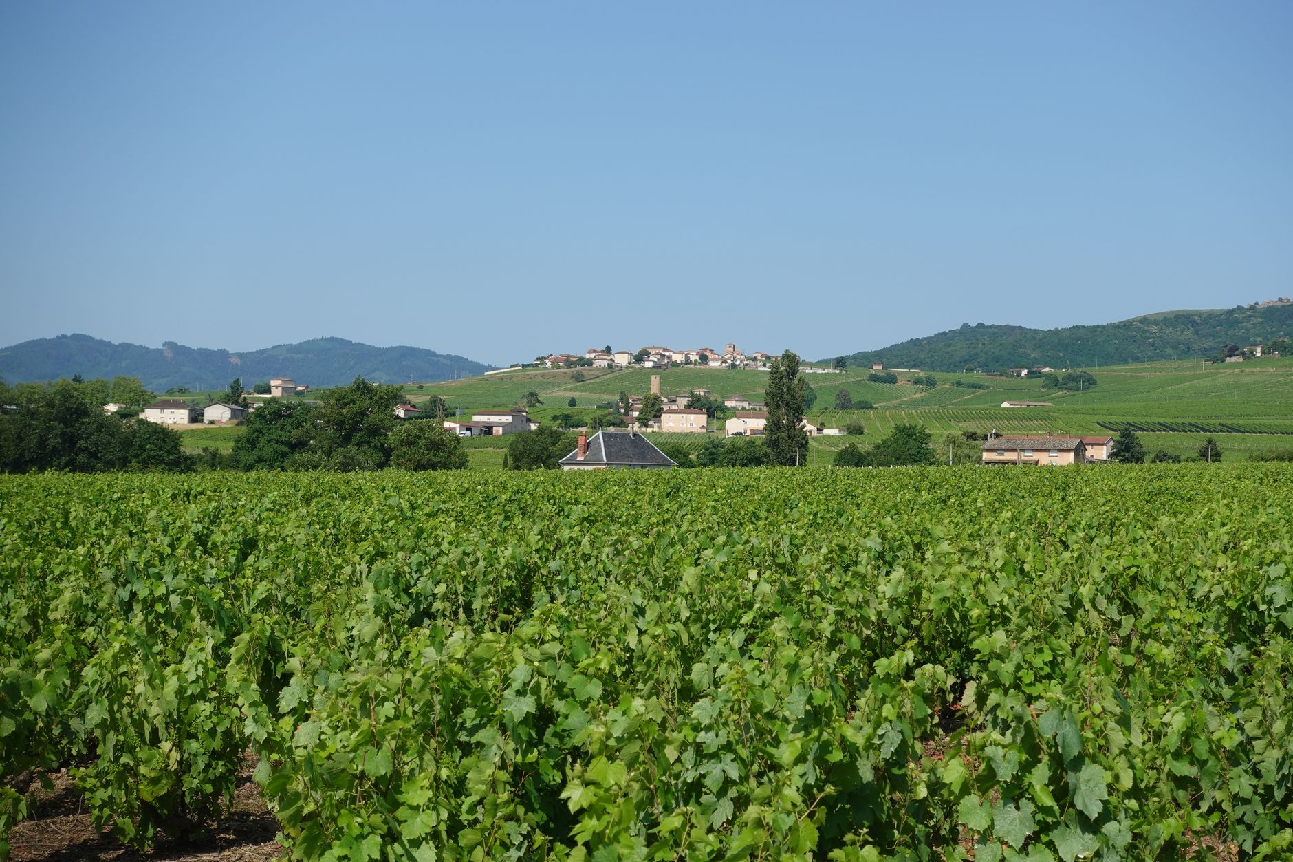 A lush French vineyard with rows of grapevines leading toward a picturesque village in the background, evoking the terraced wine country landscapes along the Rhône Valley that cruise passengers can explore from Arles.