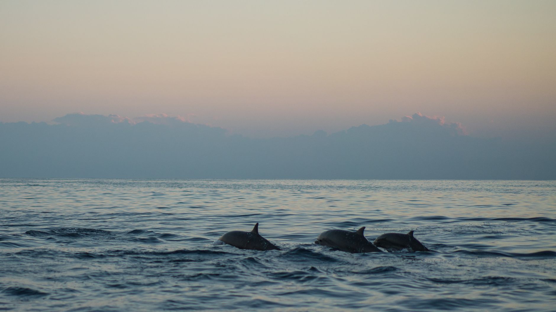 Dolphins swimming peacefully at dawn in calm waters, evoking the serene wildlife encounters travelers experience along the Magdalena River route.