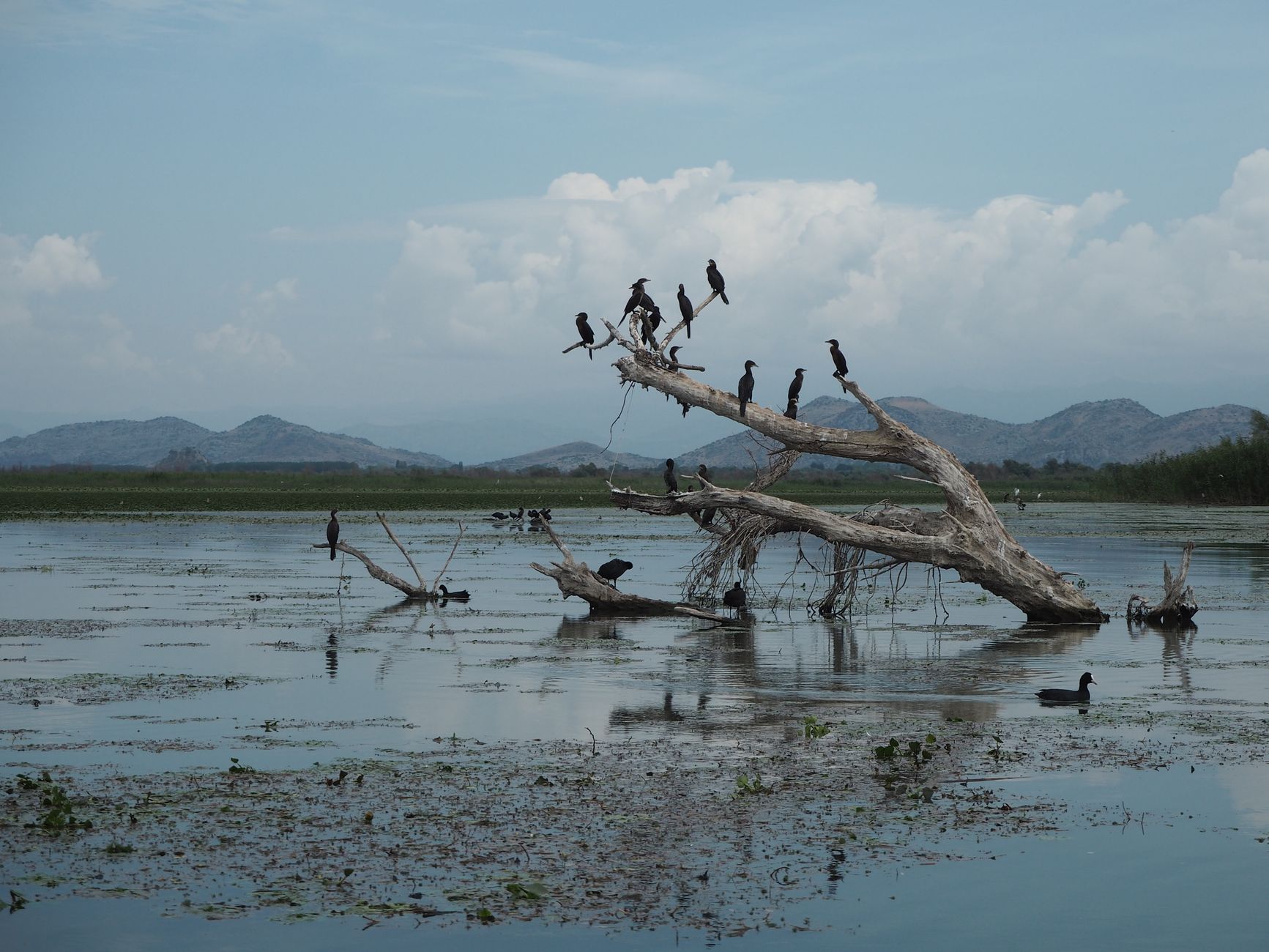 Cormorants perched on a fallen tree in a tranquil wetland along the Magdalena River region, with still water reflections and distant mountains evoking the rich birdlife of Colombia's river ecosystems.