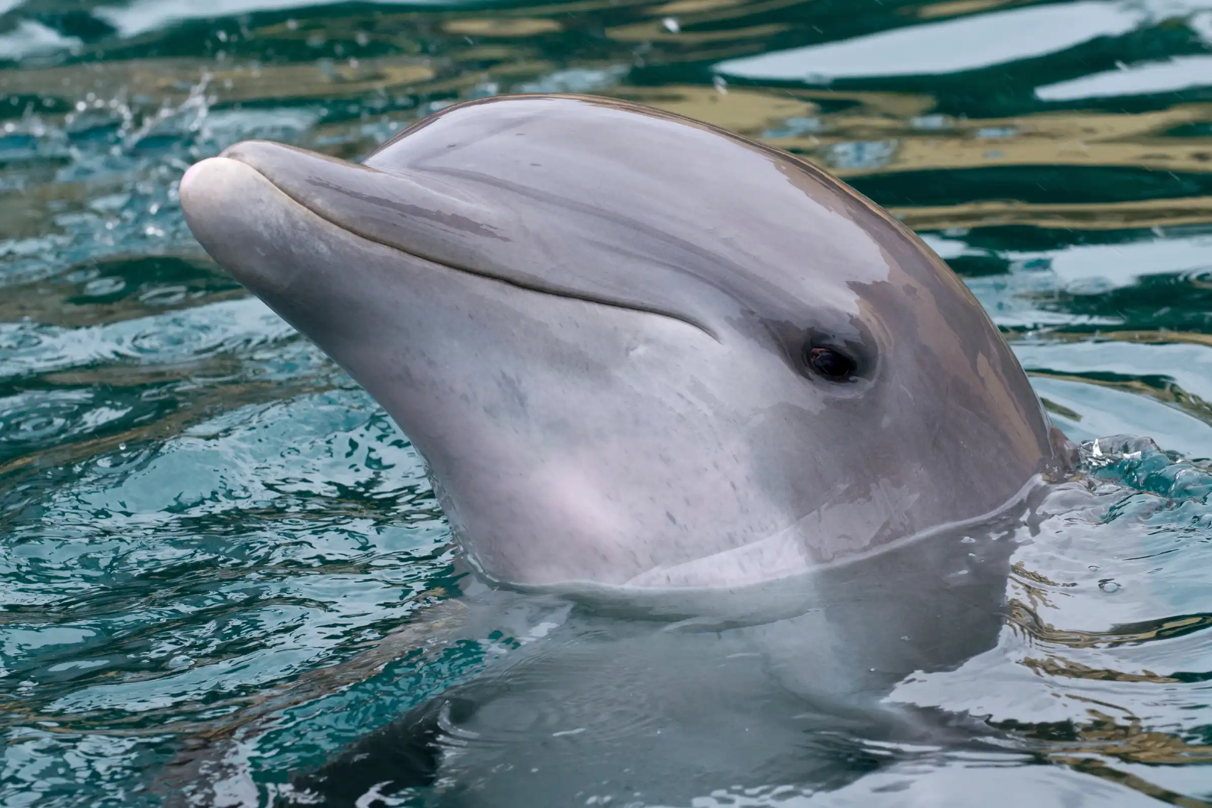 Mexico, Cozumel - Dolphinarium