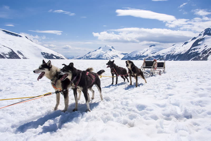 Dog sled team pulling sledge across snowy Alaskan mountain landscape