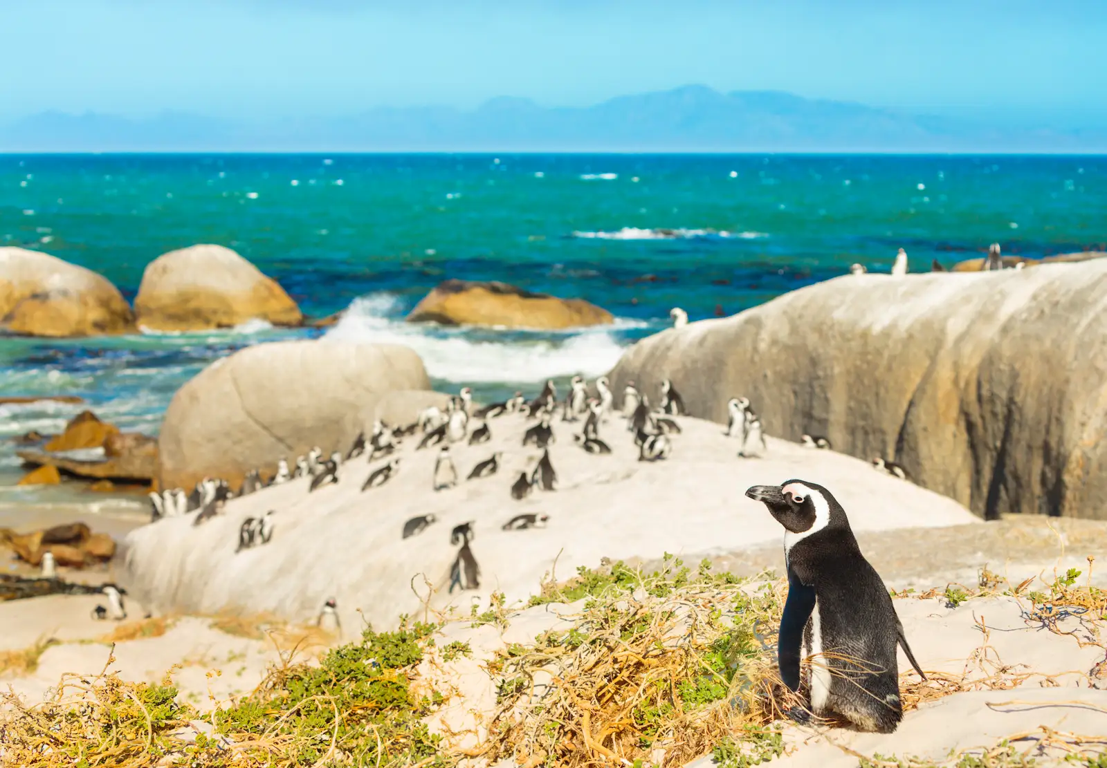Pinguine an einem felsigen Strand.