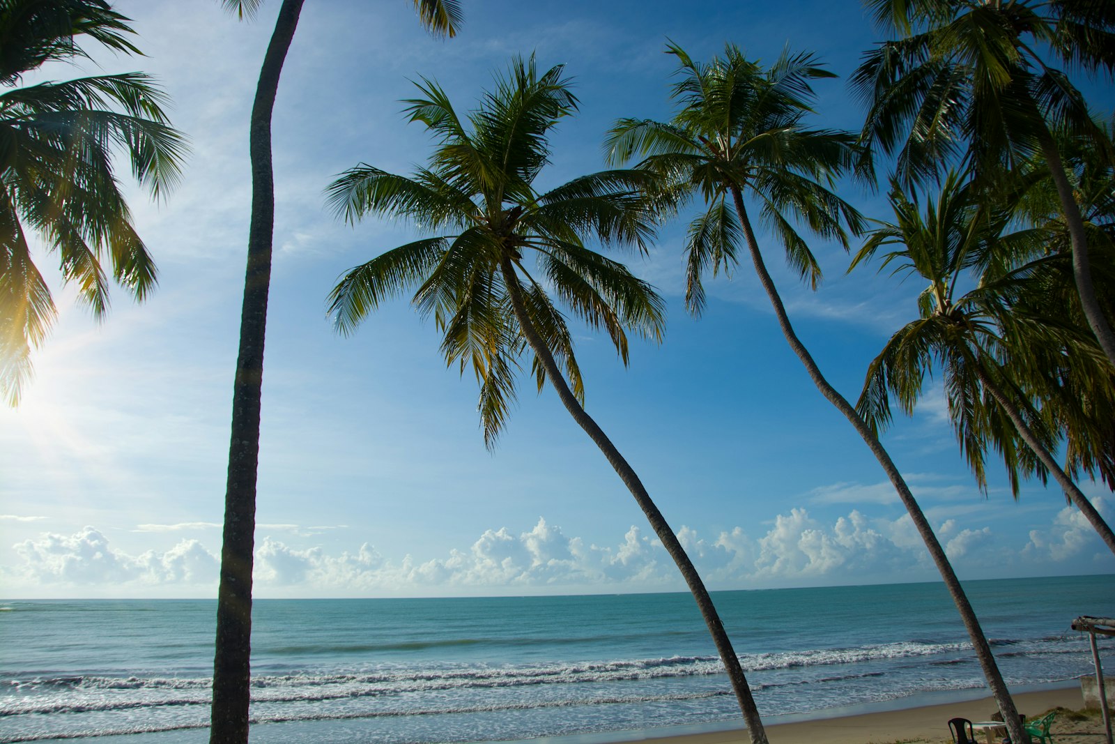 Cocotier au bord de la mer dans un environnement tropical