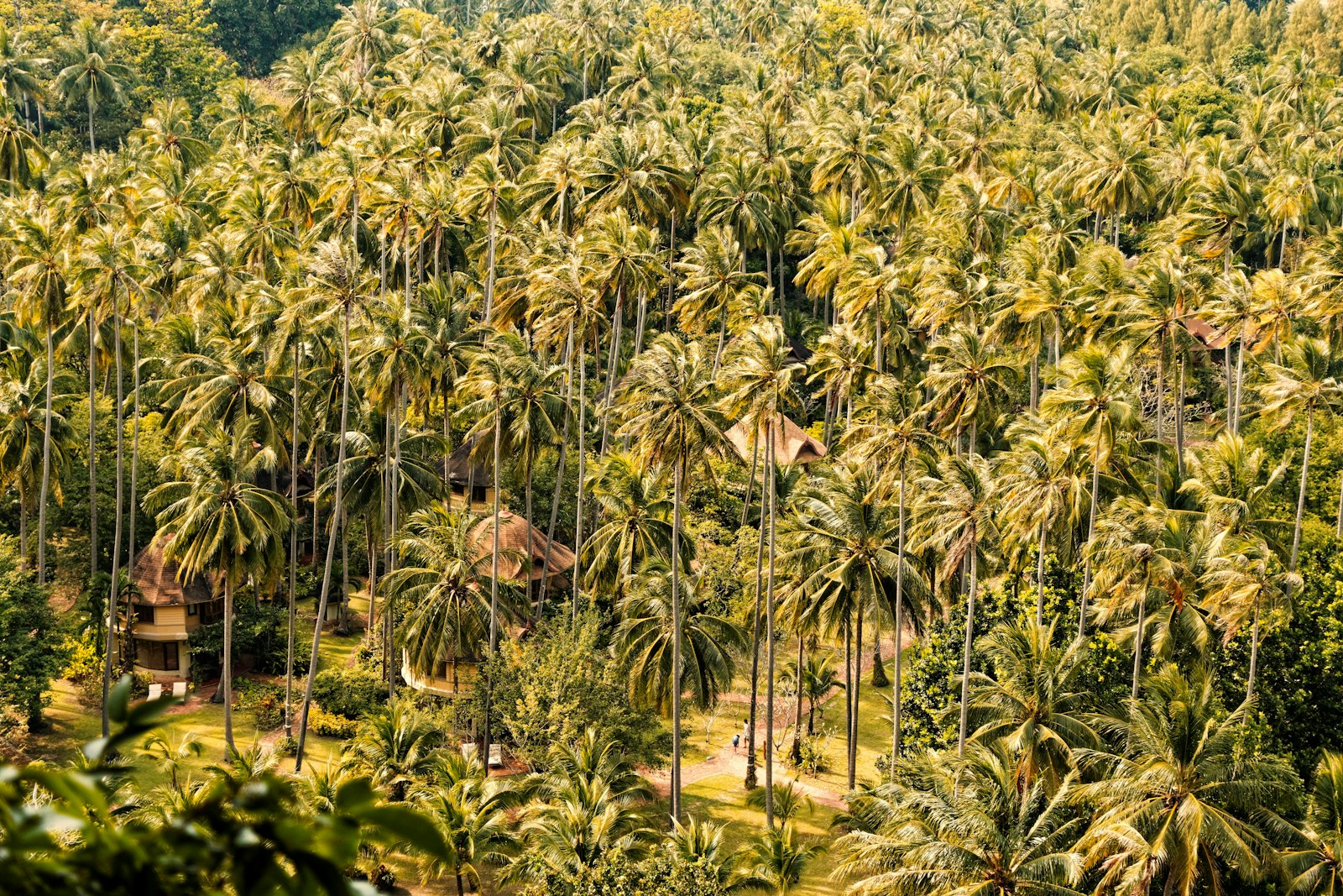 Palmiers et végétation tropicale dense