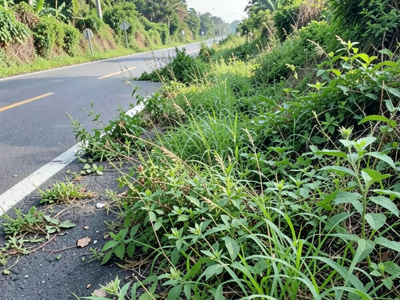 Vegetation Encroachment