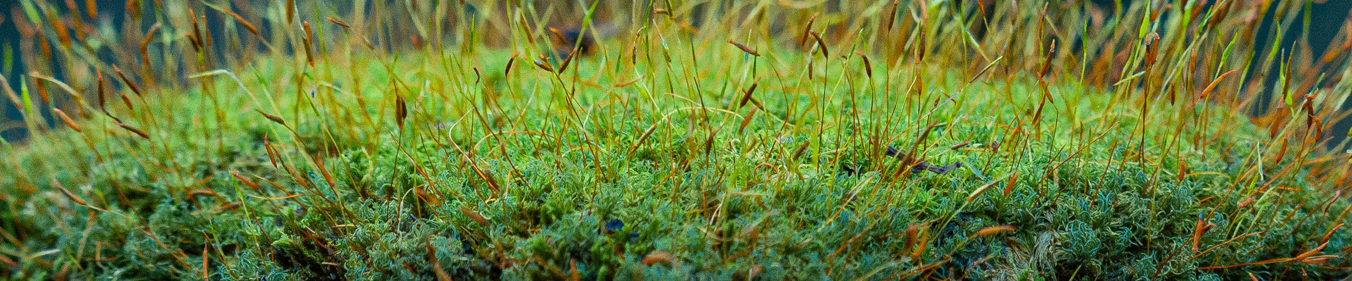a closed-up shot of fuzzy moss