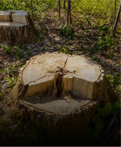 Tree stumps ready for stump grinding in Calgary