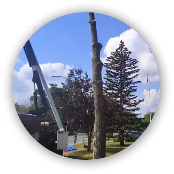 Calgary tree removal being preformed by bucket truck.