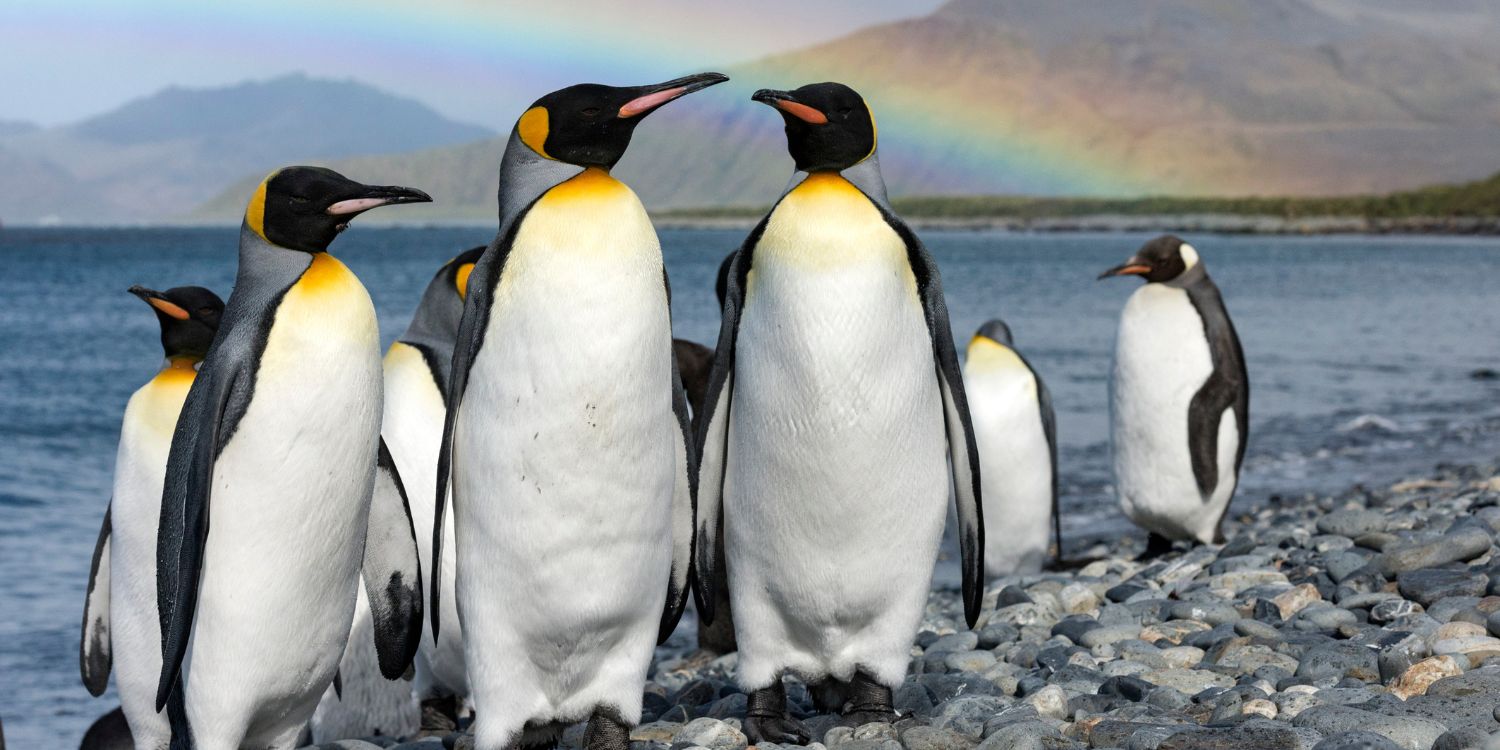 Pinguine an der Antarktis.