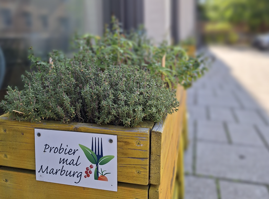 Kräuterbeet vorm KFZ Büro.