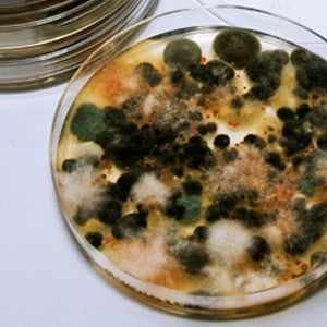 Identifying Different Types of Contaminant in Life Science Laboratories