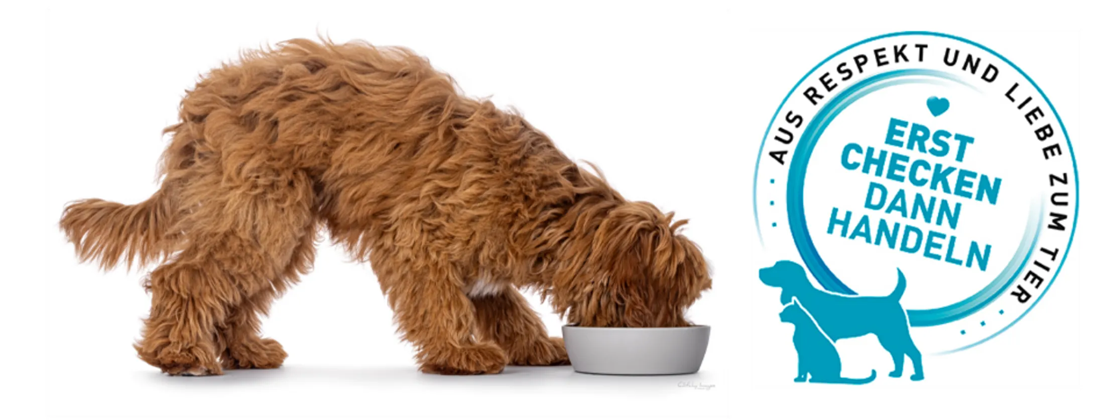 Dog jumps into the water