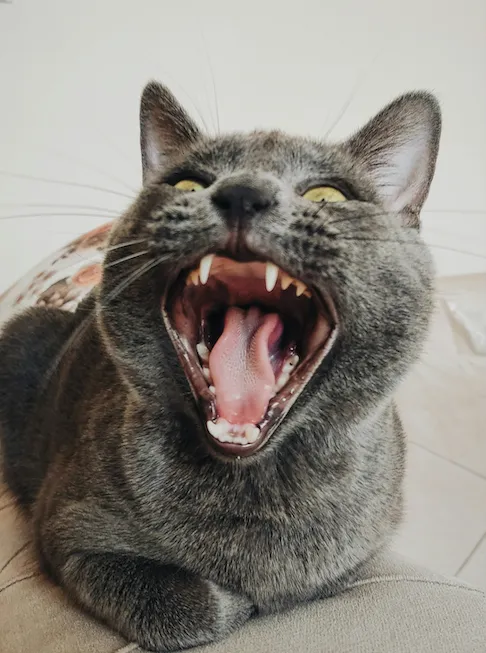 Katze liegt auf dem Sofa und faucht