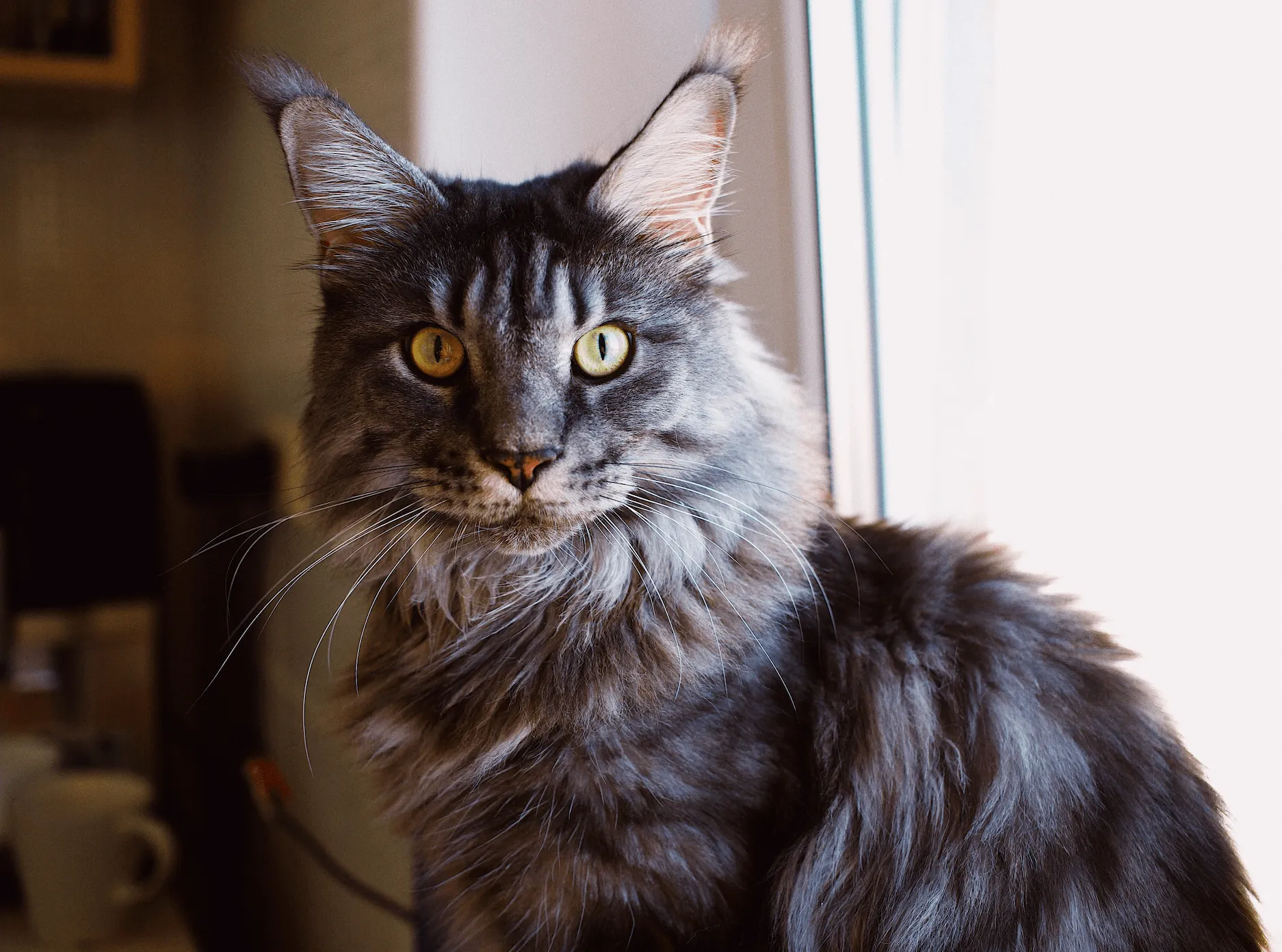 Maine Coon cat with big eyes