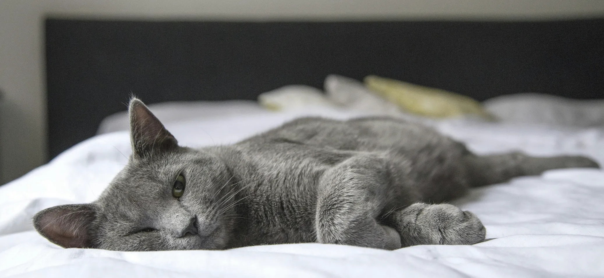 British Shorthair cat lying in bed