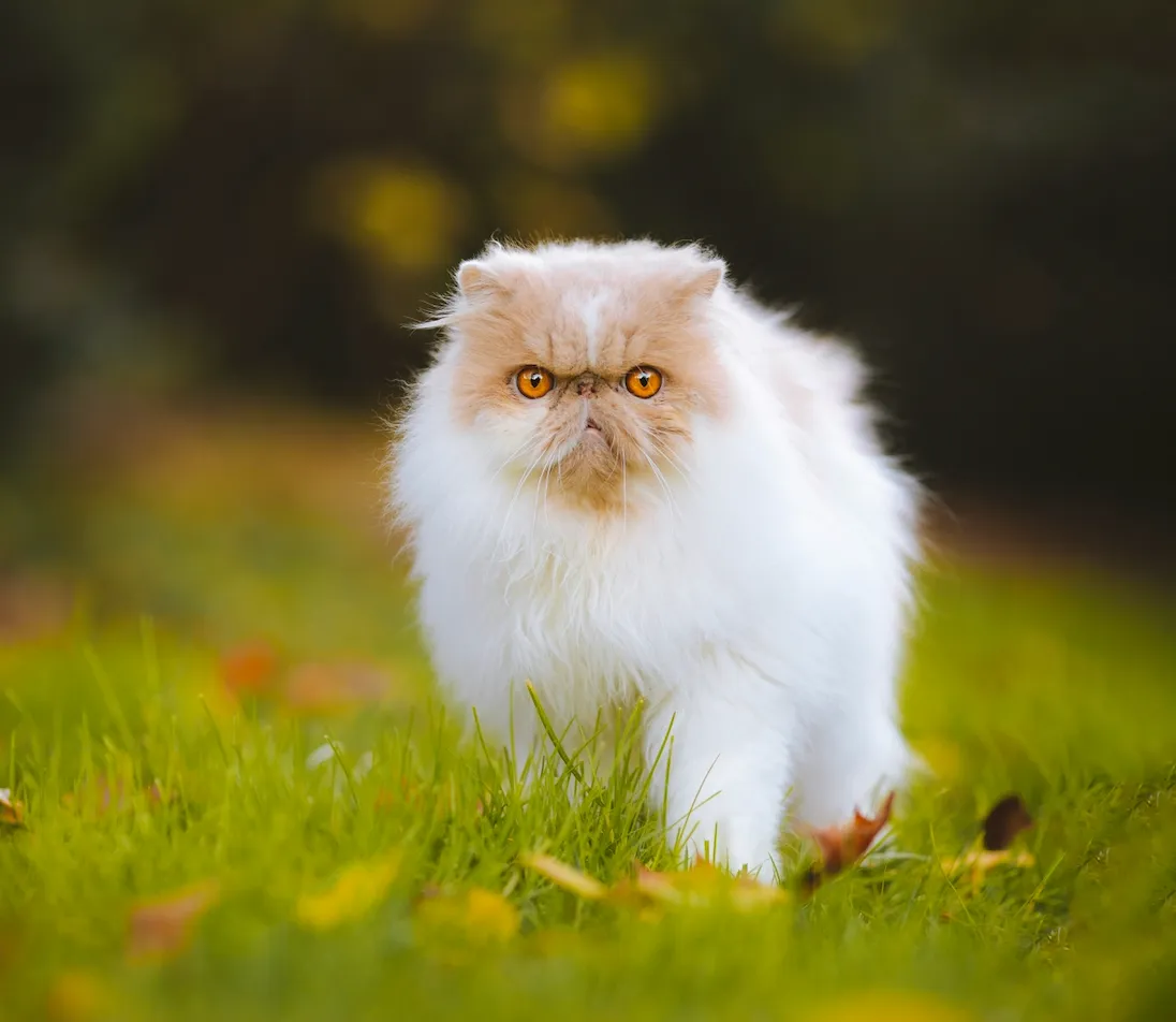 Persian cat outside on a meadow