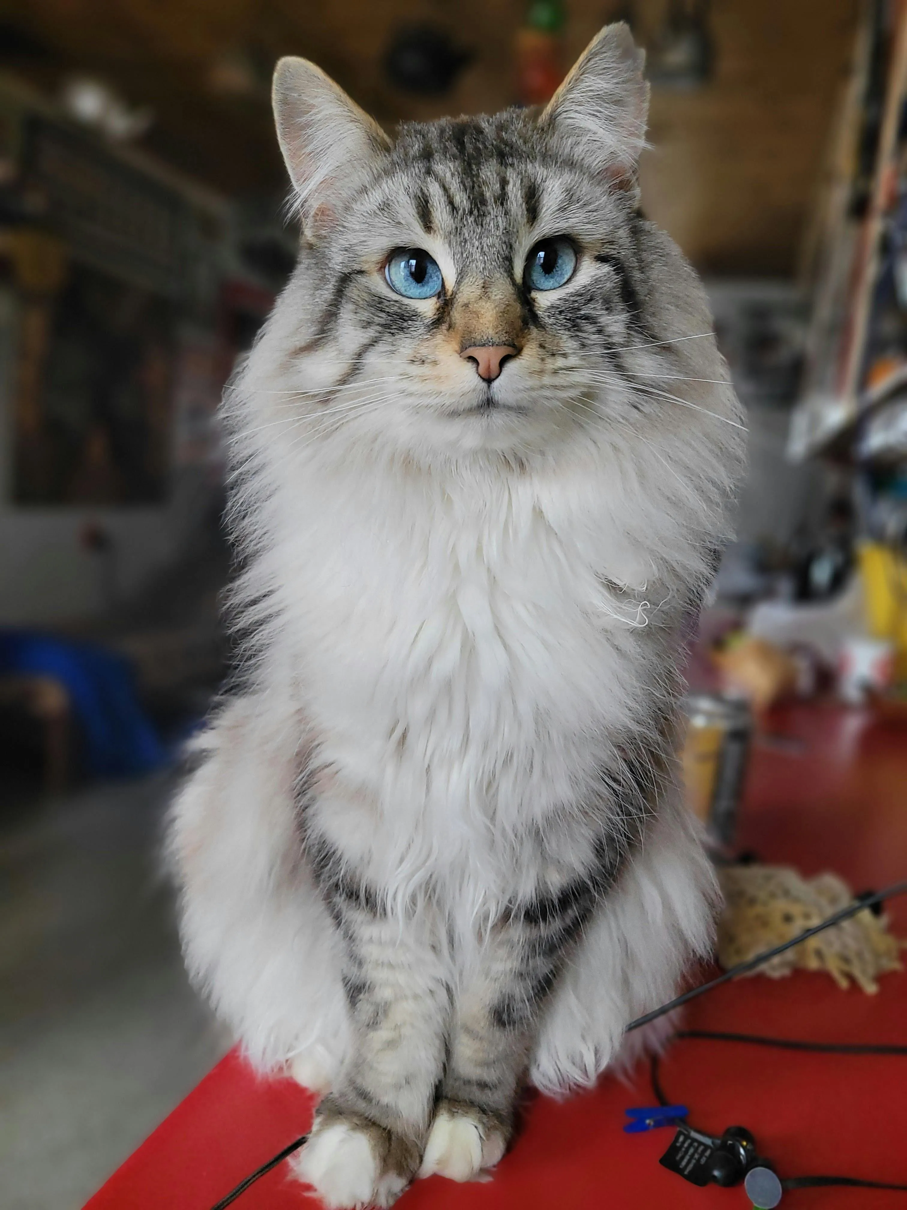 Norwegian Forest Cat sitting in a garage