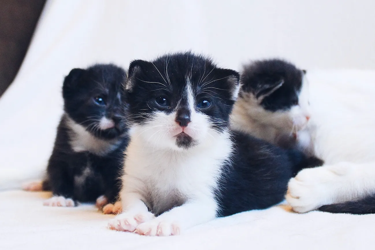 Junge Katzenbabies schauen neugierig in die Kamera