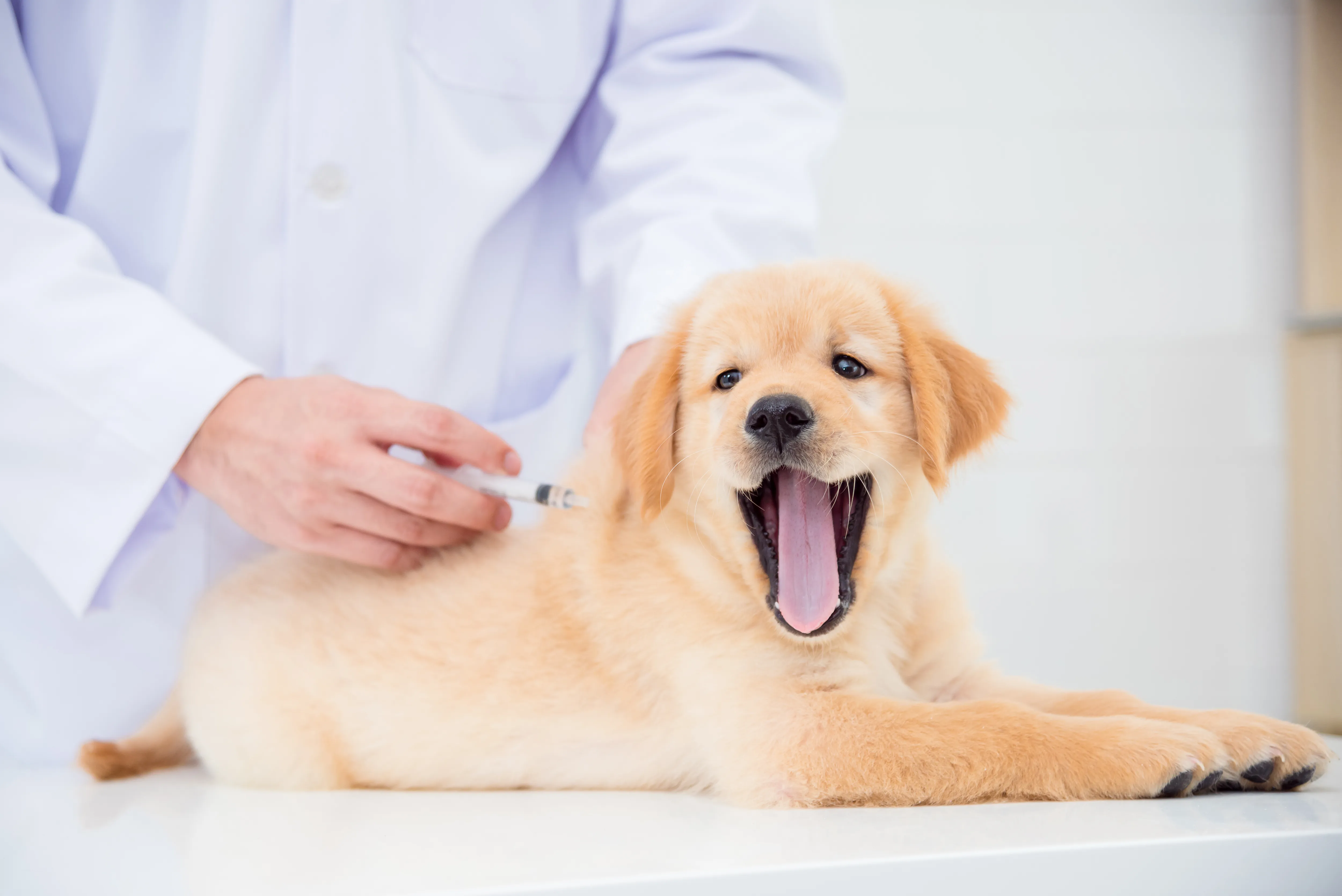 Labrador puppy receives vaccination and looks relaxed.